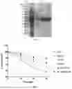 Fig. 02 - Construction method and applications of glycosyltransferase BS-YjiC mutant