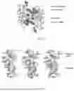 Fig. 02 - COMPOSITIONS OF BETA-HEXOSAMINIDASE VARIANTS AND USES THEREOF