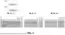 Fig. 08 - CONTEXT-DEPENDENT, DOUBLE-STRANDED DNA-SPECIFIC DEAMINASES AND USES THEREOF