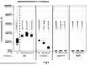 Fig. 07 - METHODS AND REAGENTS FOR ANALYZING NUCLEIC ACIDS
