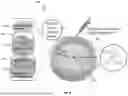 Fig. 09 - METHODS AND DEVICES FOR NUCLEIC ACID EXTRACTION USING EPITACHOPHORESIS