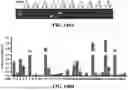 Fig. 166 - TYPE I-B CRISPR-ASSOCIATED TRANSPOSASE SYSTEMS