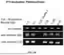 Fig. 49 - TYPE I-B CRISPR-ASSOCIATED TRANSPOSASE SYSTEMS