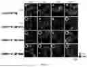 Fig. 71 - TYPE I-B CRISPR-ASSOCIATED TRANSPOSASE SYSTEMS