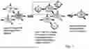 Fig. 02 - METHODS AND COMPOSITIONS FOR IDENTIFYING EPITOPES
