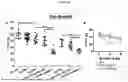 Fig. 167 - PRODUCTS AND METHODS FOR INHIBITION OF EXPRESSION OF PERIPHERAL MYELIN PROTEIN-22