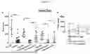 Fig. 41 - PRODUCTS AND METHODS FOR INHIBITION OF EXPRESSION OF PERIPHERAL MYELIN PROTEIN-22