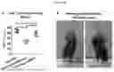 Fig. 43 - PRODUCTS AND METHODS FOR INHIBITION OF EXPRESSION OF PERIPHERAL MYELIN PROTEIN-22