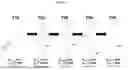 Fig. 02 - VON WILLEBRAND FACTOR (VWF)-TARGETING AGENTS AND METHODS OF USING THE SAME