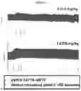 Fig. 06 - VON WILLEBRAND FACTOR (VWF)-TARGETING AGENTS AND METHODS OF USING THE SAME