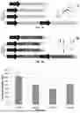 Fig. 02 - GENETICALLY MODIFIED FUNGAL CELLS AND METHODS USEFUL FOR PRODUCING PRESPATANE