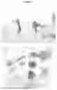 Fig. 03 - Method for the Generation of Genome Edited Protoplasts from Clonally Propagated Plant Tissue