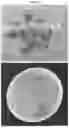 Fig. 06 - Method for the Generation of Genome Edited Protoplasts from Clonally Propagated Plant Tissue