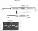 Fig. 40 - U6 POLYMERASE III PROMOTER AND METHODS OF USE