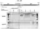 Fig. 46 - U6 POLYMERASE III PROMOTER AND METHODS OF USE