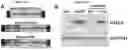 Fig. 06 - RECOMBINANT VIRUS PRODUCTS AND METHODS FOR INHIBITION OF EXPRESSION OF DUX4