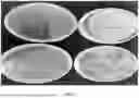 Fig. 08 - RECOMBINANT PRODUCTION OF CANNABINOIDS