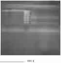 Fig. 09 - RECOMBINANT PRODUCTION OF CANNABINOIDS