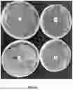 Fig. 19 - RECOMBINANT PRODUCTION OF CANNABINOIDS