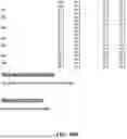 Fig. 30 - RECOMBINANT PRODUCTION OF CANNABINOIDS