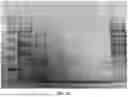 Fig. 32 - RECOMBINANT PRODUCTION OF CANNABINOIDS