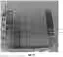Fig. 33 - RECOMBINANT PRODUCTION OF CANNABINOIDS