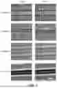 Fig. 09 - TECHNIQUES FOR ISOLATION OR ANALYSIS OF BACTERIAL PATHOGENS FROM PATIENT SAMPLES