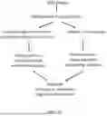Fig. 24 - SYSTEMS AND METHODS FOR SAMPLE PREPARATION FOR SEQUENCING