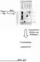 Fig. 06 - Methods for processing a nucleic acid sample and compositions thereof