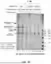 Fig. 09 - Methods for processing a nucleic acid sample and compositions thereof