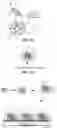 Fig. 07 - COMPOSITIONS AND METHODS FOR DENSLEY-PACKED ANALYTE ANALYSIS