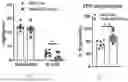 Fig. 05 - METHODS OF USING miR-3075-5P TO IMPROVE INSULIN SENSITIVITY AND COMPOSITIONS THEREFOR