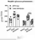 Fig. 08 - METHODS OF USING miR-3075-5P TO IMPROVE INSULIN SENSITIVITY AND COMPOSITIONS THEREFOR