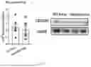 Fig. 09 - METHODS OF USING miR-3075-5P TO IMPROVE INSULIN SENSITIVITY AND COMPOSITIONS THEREFOR