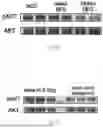 Fig. 23 - METHODS OF USING miR-3075-5P TO IMPROVE INSULIN SENSITIVITY AND COMPOSITIONS THEREFOR