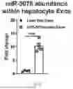 Fig. 25 - METHODS OF USING miR-3075-5P TO IMPROVE INSULIN SENSITIVITY AND COMPOSITIONS THEREFOR