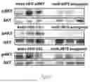 Fig. 27 - METHODS OF USING miR-3075-5P TO IMPROVE INSULIN SENSITIVITY AND COMPOSITIONS THEREFOR