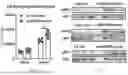 Fig. 31 - METHODS OF USING miR-3075-5P TO IMPROVE INSULIN SENSITIVITY AND COMPOSITIONS THEREFOR