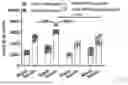 Fig. 32 - METHODS OF USING miR-3075-5P TO IMPROVE INSULIN SENSITIVITY AND COMPOSITIONS THEREFOR