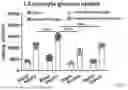 Fig. 33 - METHODS OF USING miR-3075-5P TO IMPROVE INSULIN SENSITIVITY AND COMPOSITIONS THEREFOR