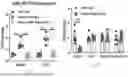 Fig. 40 - METHODS OF USING miR-3075-5P TO IMPROVE INSULIN SENSITIVITY AND COMPOSITIONS THEREFOR