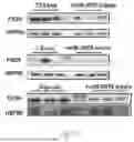 Fig. 41 - METHODS OF USING miR-3075-5P TO IMPROVE INSULIN SENSITIVITY AND COMPOSITIONS THEREFOR