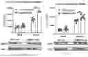 Fig. 43 - METHODS OF USING miR-3075-5P TO IMPROVE INSULIN SENSITIVITY AND COMPOSITIONS THEREFOR
