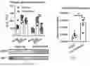 Fig. 44 - METHODS OF USING miR-3075-5P TO IMPROVE INSULIN SENSITIVITY AND COMPOSITIONS THEREFOR