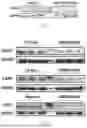 Fig. 45 - METHODS OF USING miR-3075-5P TO IMPROVE INSULIN SENSITIVITY AND COMPOSITIONS THEREFOR