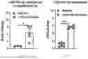 Fig. 57 - METHODS OF USING miR-3075-5P TO IMPROVE INSULIN SENSITIVITY AND COMPOSITIONS THEREFOR