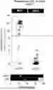 Fig. 01 - METHOD TO DIAGNOSE MSI CANCER
