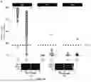 Fig. 09 - METHOD TO DIAGNOSE MSI CANCER