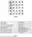 Fig. 09 - MASSIVELY PARALLEL SINGLE CELL ANALYSIS