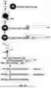 Fig. 50 - MASSIVELY PARALLEL SINGLE CELL ANALYSIS